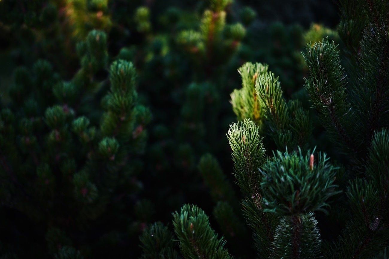 Consejos para conservar tu árbol hasta las próximas navidades